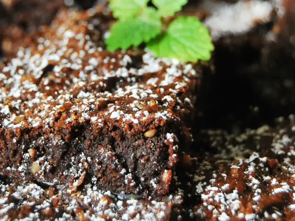 Wilgotny brownie z malinami, posypany cukrem pudrem i udekorowany listkiem mięty. Idealny deser na każdą okazję.